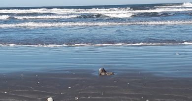 Dezenas de pinguins aparecem mortos na beira da Praia do Cassino Dezenas de pinguins aparecem mortos na beira da Praia do Cassino