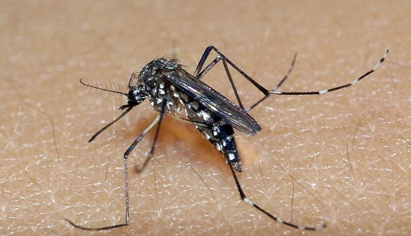 Rio Grande do Sul hat mehr Verdachtsfälle auf Dengue-Fieber als zu dieser Jahreszeit zu erwarten wäre